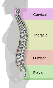 Back Support Mattress