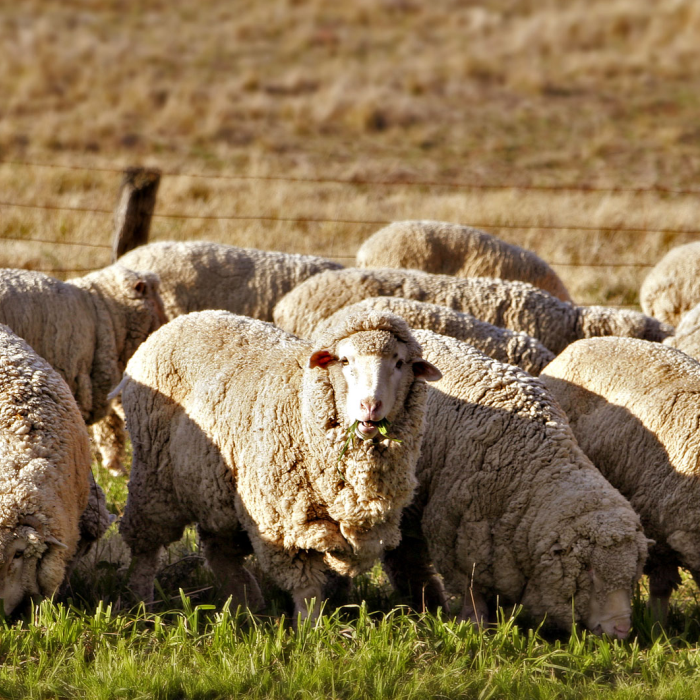 organic wool mattress